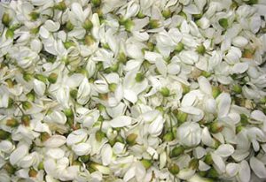 Robinienblüten-Sirup-Herstellung: Einzelne Blüten vor dem Einlegen.